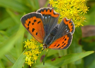 Lycaena phlaeas