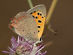 Lycaena phlaeas