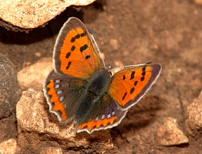 Lycaena phlaeas