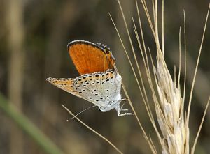 Lycaena thersamon