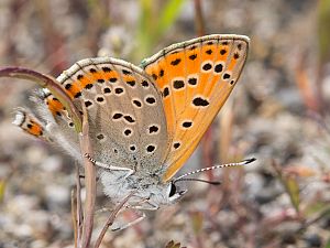 Lycaena thersamon