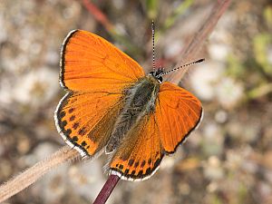 Lycaena thersamon