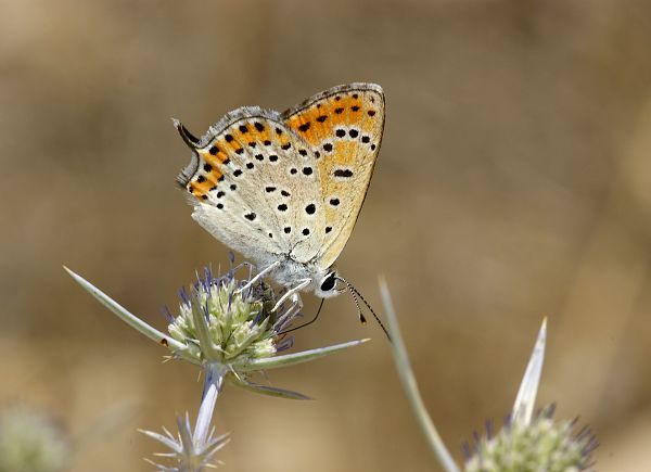 Lycaena thersamon