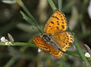 Lycaena thersamon