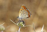 Lycaena thersamon