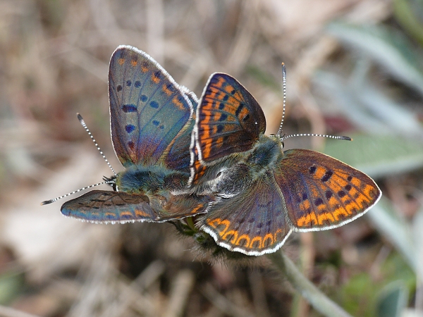 Lycaena tityrus