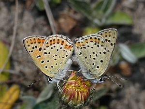 Lycaena tityrus