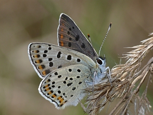 Lycaena tityrus