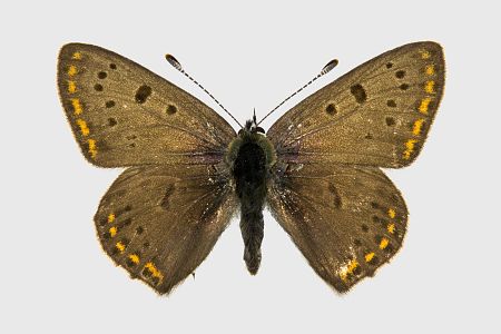 Lycaena tityrus