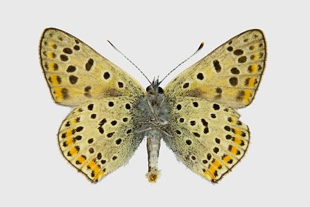 Lycaena tityrus