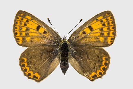 Lycaena tityrus