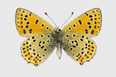 Lycaena tityrus