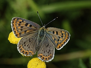 Lycaena tityrus