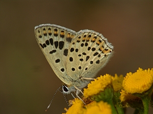 Lycaena tityrus