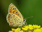 Lycaena tityrus