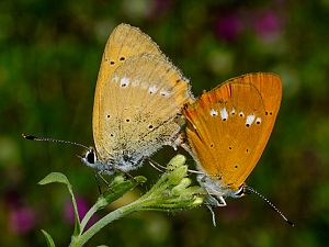 Lycaena virgaureae