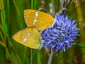 Lycaena virgaureae