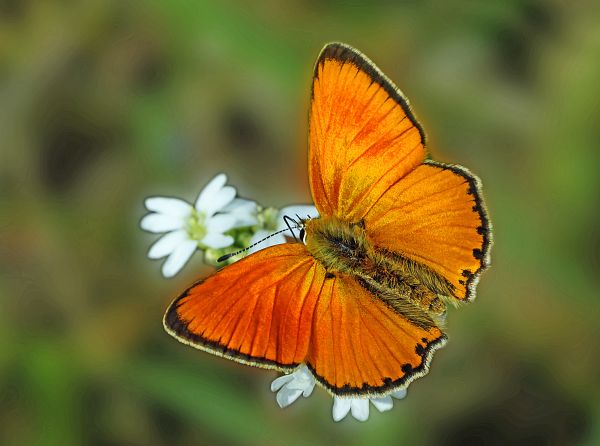 Lycaena virgaureae