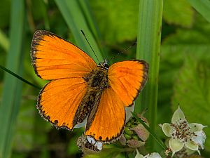 Lycaena virgaureae