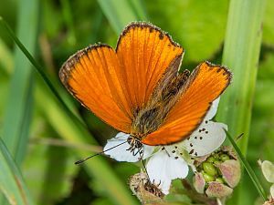 Lycaena virgaureae