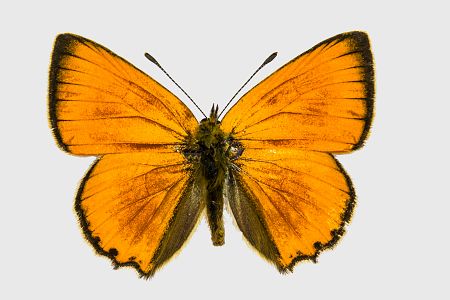 Lycaena virgaureae