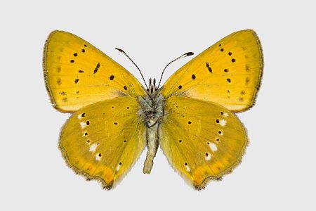 Lycaena virgaureae