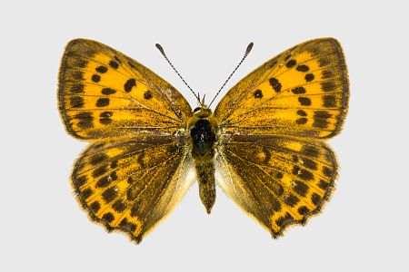 Lycaena virgaureae