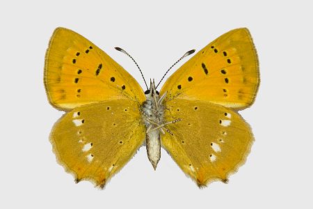 Lycaena virgaureae