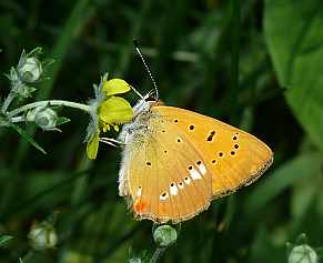 Lycaena virgaureae