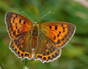 Lycaena virgaureae