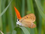 Lycaena virgaureae