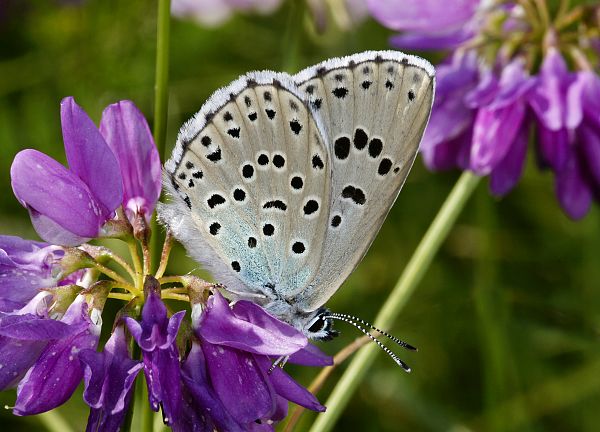 Maculinea arion