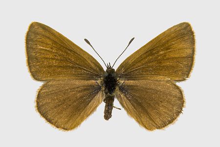 Phengaris nausithous