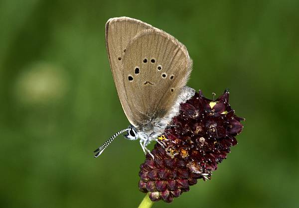 Maculinea nausithous