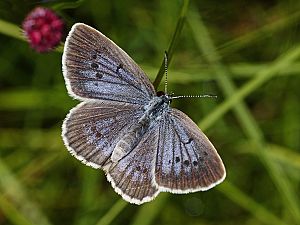 Maculinea teleius