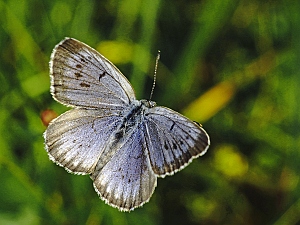 Phengaris teleius