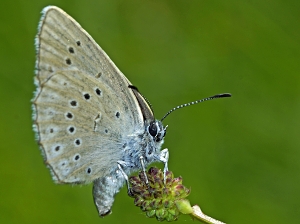 Maculinea teleius