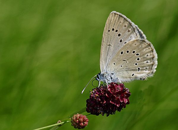 Phengaris teleius