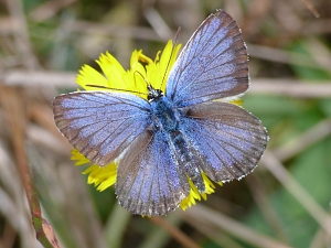 Plebeius argus