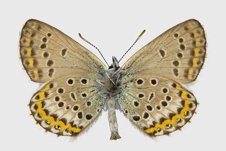 Plebeius idas