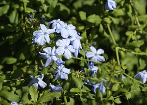 Leptotes pirithous