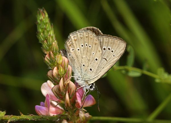 Polyommatus admetus