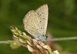 Polyommatus admetus