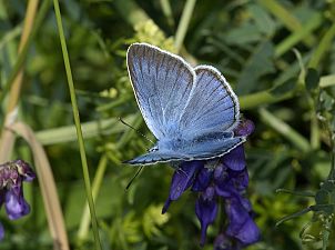 Polyommatus amandus