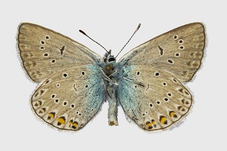 Polyommatus amandus