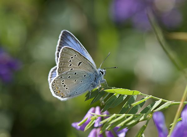 Polyommatus amandus