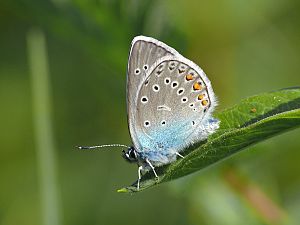 Polyommatus amandus