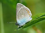 Polyommatus amandus