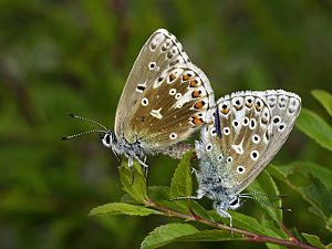 Polyommatus bellargus Kopula