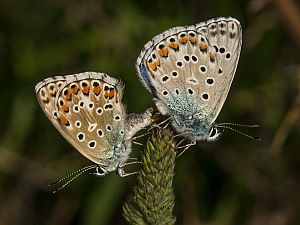 Polyommatus bellargus Kopula